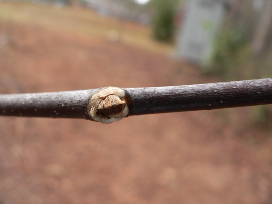 {Cladrastis kentukea}